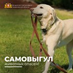 САМОВЫГУЛ ЖИВОТНЫХ ОПАСЕН!